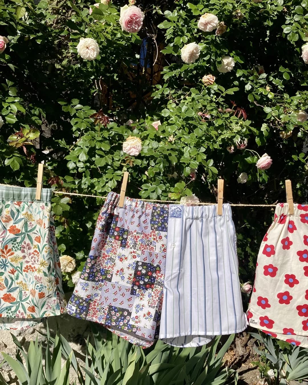 Caleçons Tom Keude suspendus sur un fil à linge devant un rosier